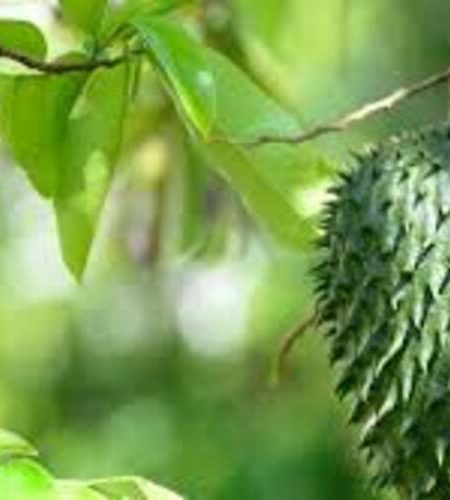 guanabana2