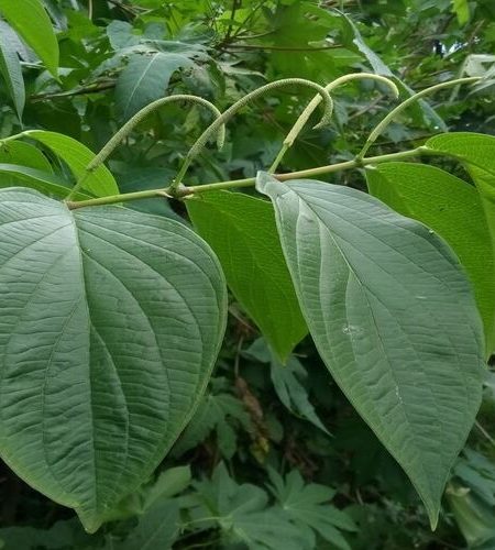 planta de guayusa